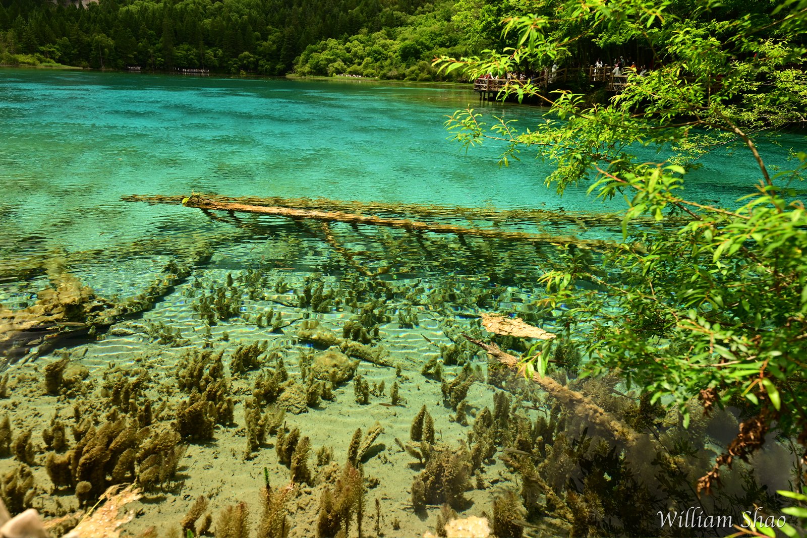 Jiuzhaigou · 2026 / 004
