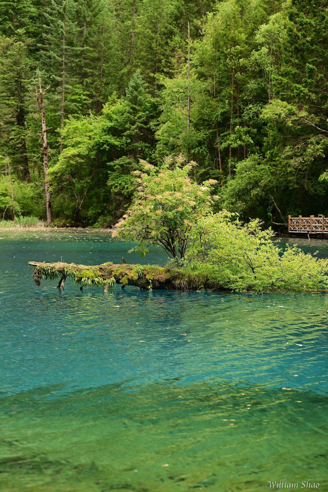 Jiuzhaigou · 2026 / 025